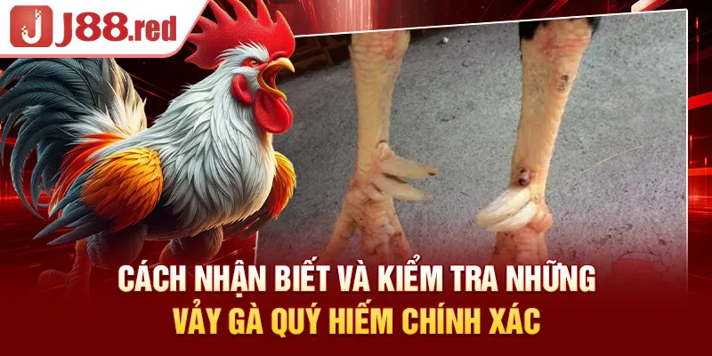 Cách nhận biết và kiểm tra những vảy gà quý hiếm chính xác