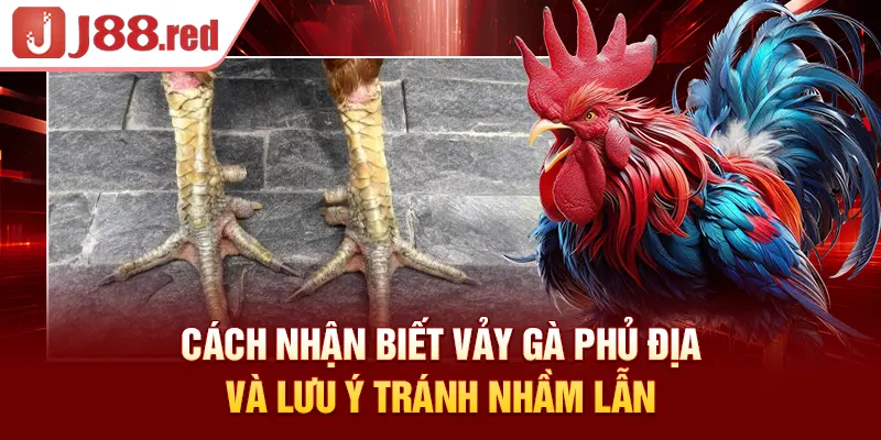 Cách nhận biết vảy gà phủ địa và lưu ý tránh nhầm lẫn