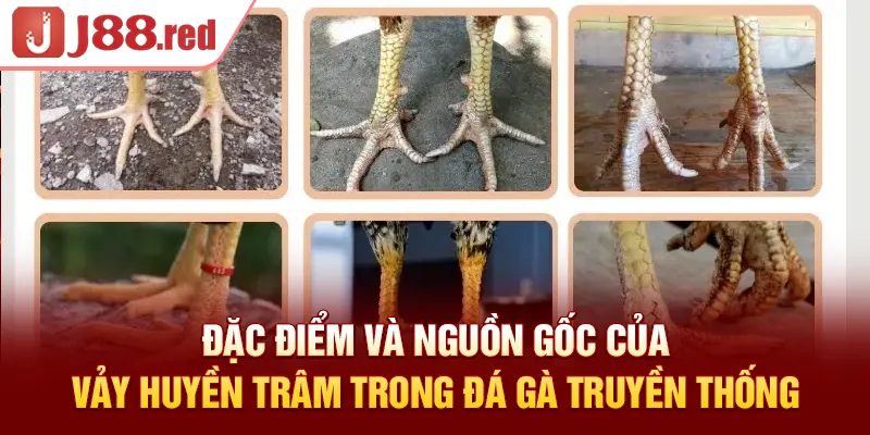 Đặc điểm và nguồn gốc của vảy huyền trâm trong đá gà truyền thống