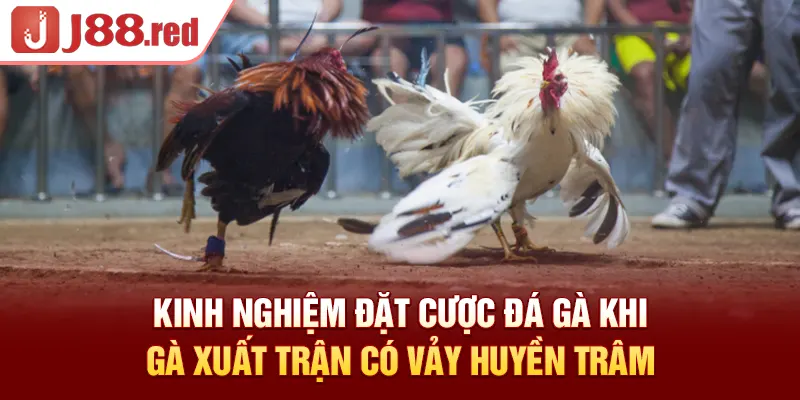 Kinh nghiệm đặt cược đá gà khi gà xuất trận có vảy huyền trâm