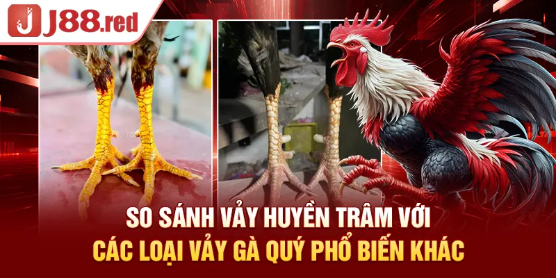 So sánh vảy huyền trâm với các loại vảy gà quý phổ biến khác