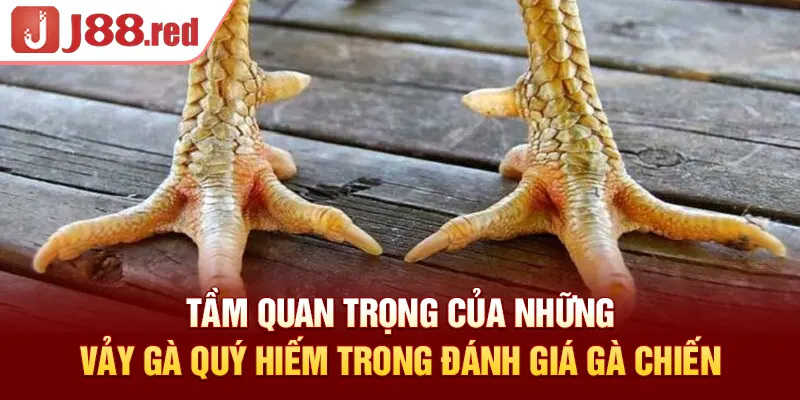 Tầm quan trọng của những vảy gà quý hiếm trong đánh giá gà chiến