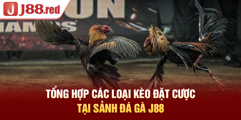 Bảng tổng hợp các loại kèo đặt cược tại sảnh đá gà J88